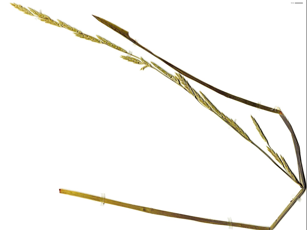 Glyceria notata (Poaceae)